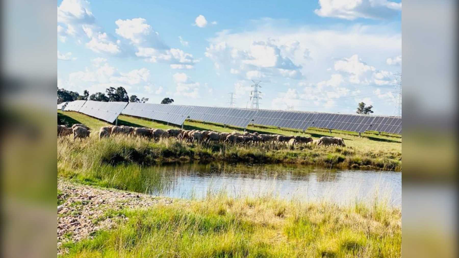 Ovejas pastando entre los paneles de la planta solar Stubbo, en Nueva Gales del Sur