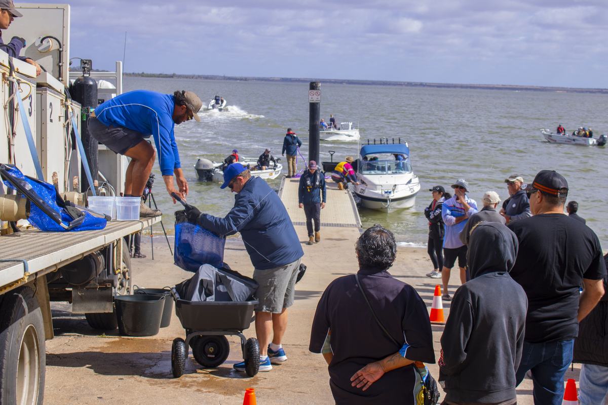 Suelta de bacalaos de Murray en la rampa del lago Bonney: un hombre pasa una bolsa desde el camión de transporte de peces mientras el público mira