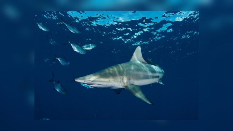 Tiburón de puntas negras nadando junto a otros peces bajo la superficie del mar tiburones de puntas negras