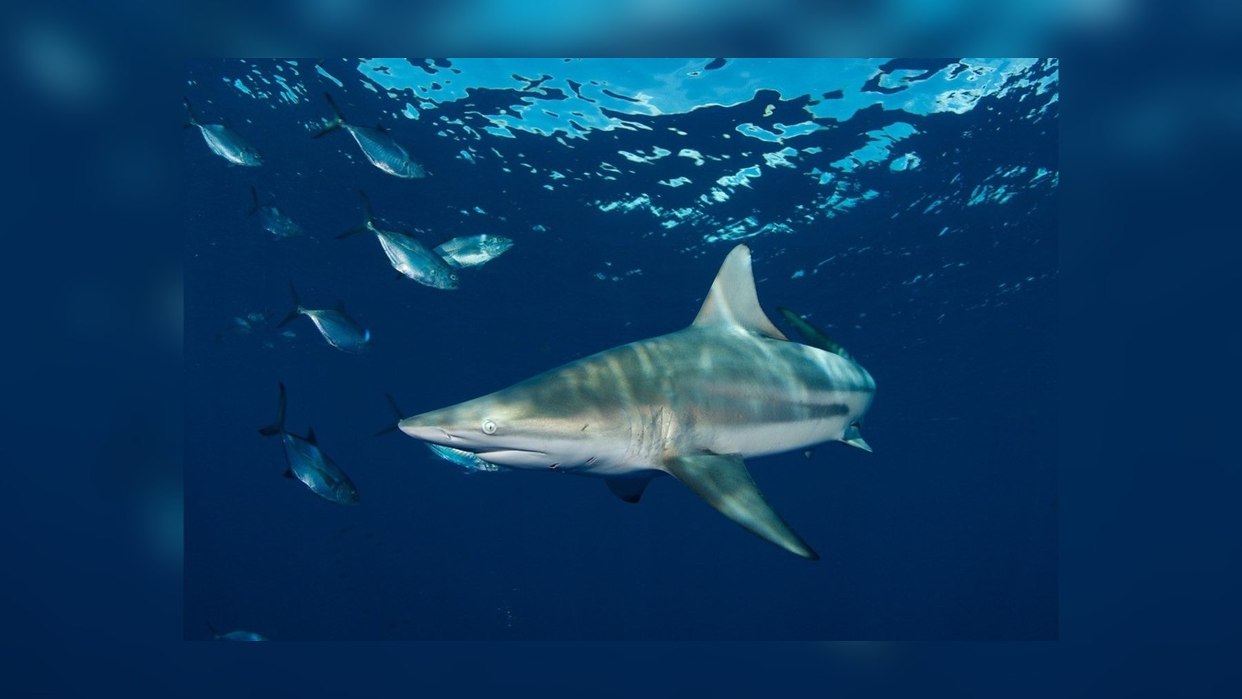 Tiburón de puntas negras nadando junto a otros peces bajo la superficie del mar tiburones de puntas negras