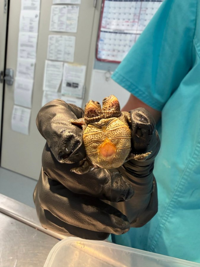 Plastrón de la cría de tortuga de diamante con dos cabezas en el Cape Wildlife Center