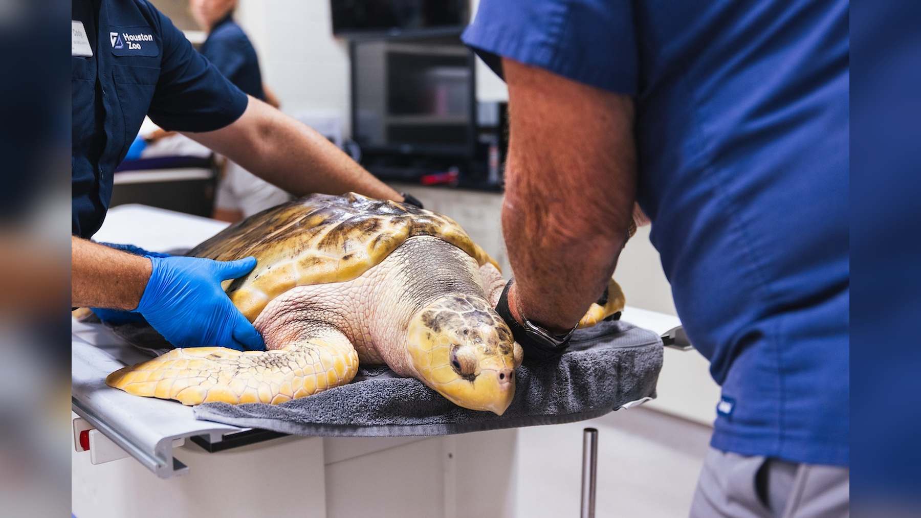 Tortuga lora Rhossi en la revisión veterinaria del Zoo de Houston