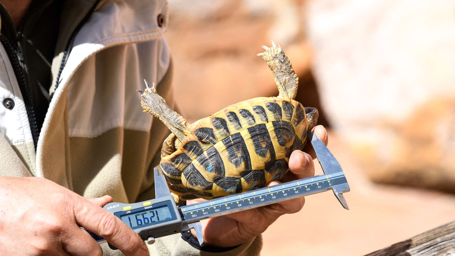 Un técnico mide con un calibre una tortuga mediterránea antes de su suelta en el Parque Natural de Els Ports