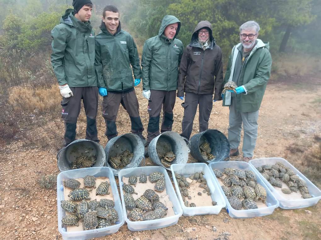 Cajas con tortugas mediterráneas listas para su suelta en el Parque Natural de la Serra de Montsant