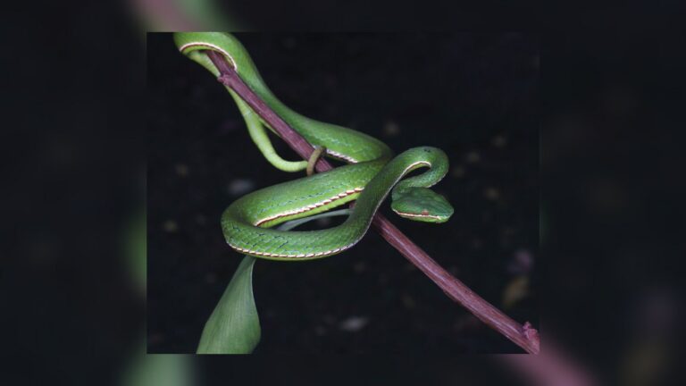 Víbora verde de Huaxi enroscada en una rama sobre fondo oscuro víbora verde