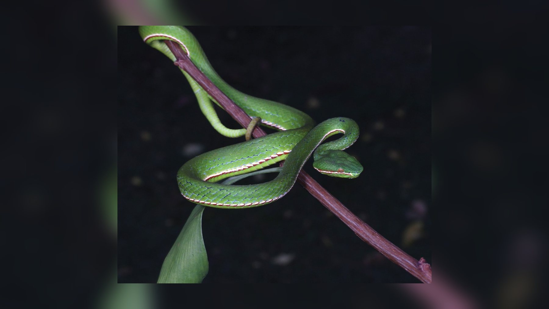 Víbora verde de Huaxi enroscada en una rama sobre fondo oscuro víbora verde