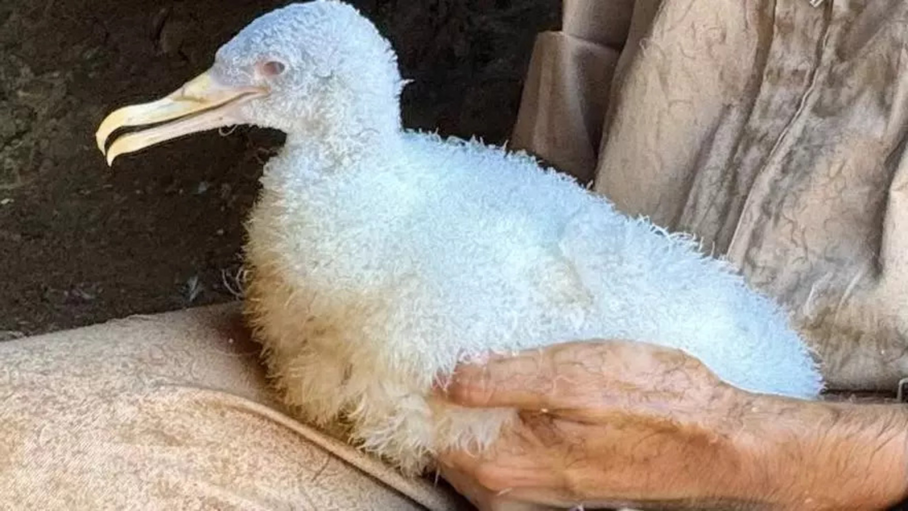 Pollo de pardela cenicienta albina con plumaje blanco, piel rosada y ojos rojos en Cartagena.