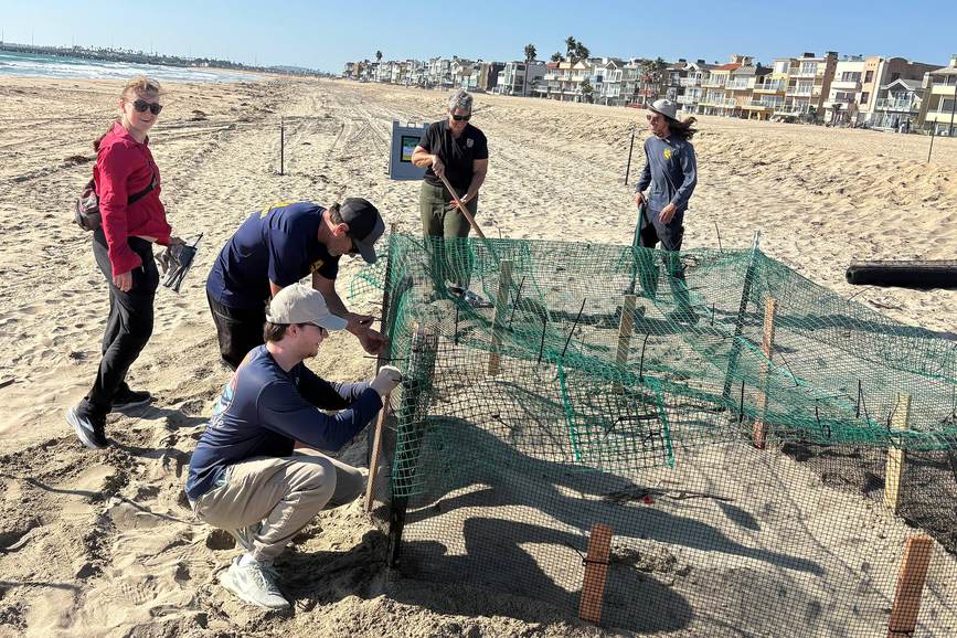 Varias personas levantan una malla verde alrededor de un nido de tortuga golfina en una playa del condado de Orange