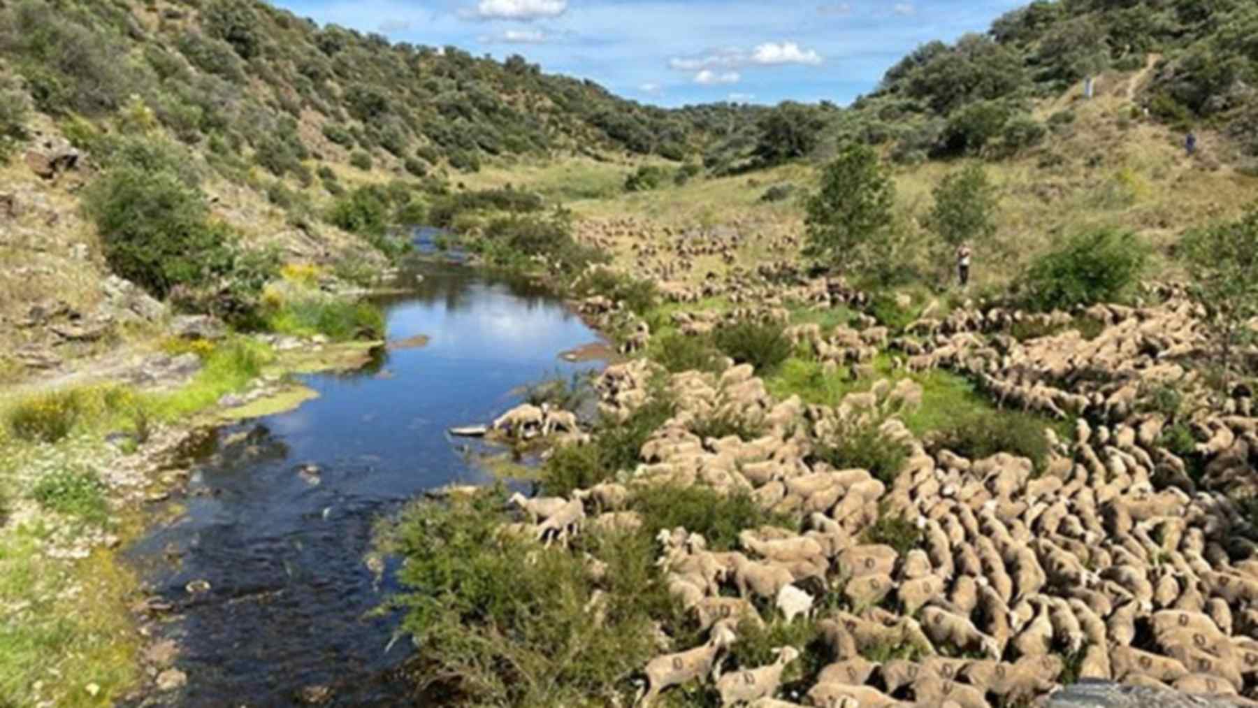 Rebaño trashumante de ovejas junto a un arroyo en una vía pecuaria, en la foto del MITECO sobre la Red Nacional de Vías Pecuarias