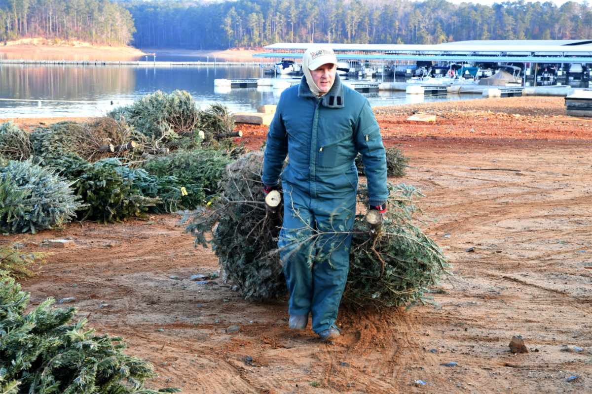 Un voluntario carga con un árbol de Navidad usado junto al lago Allatoona