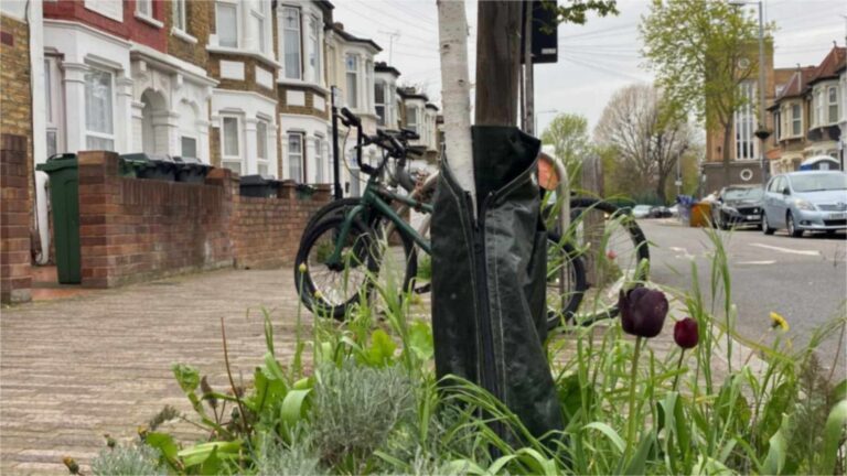 Alcorque ajardinado con tulipanes en una acera de Westminster, como los que promueve su guía de jardinería en la calle