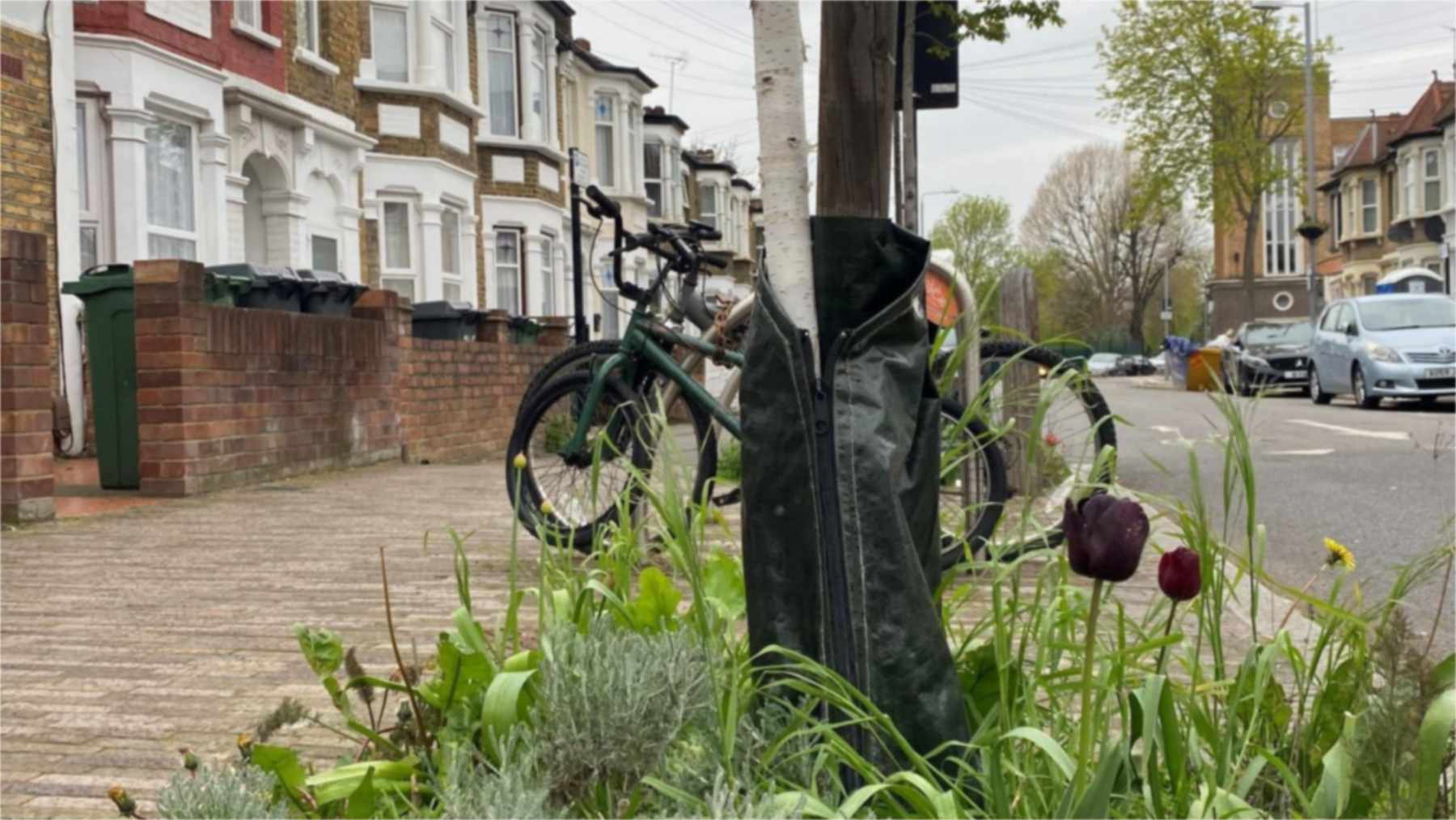 Alcorque ajardinado con tulipanes en una acera de Westminster, como los que promueve su guía de jardinería en la calle