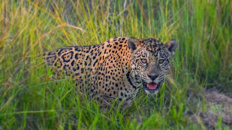 Esteros del Iberá: la yaguareté Karaí asoma entre los pastizales del Parque Iberá