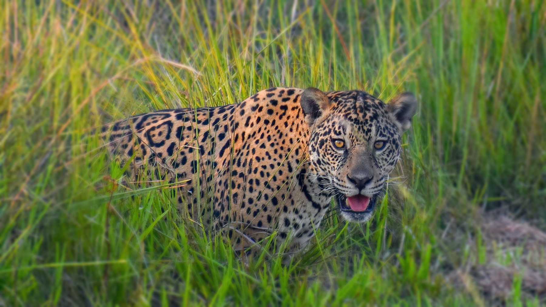 Esteros del Iberá: la yaguareté Karaí asoma entre los pastizales del Parque Iberá