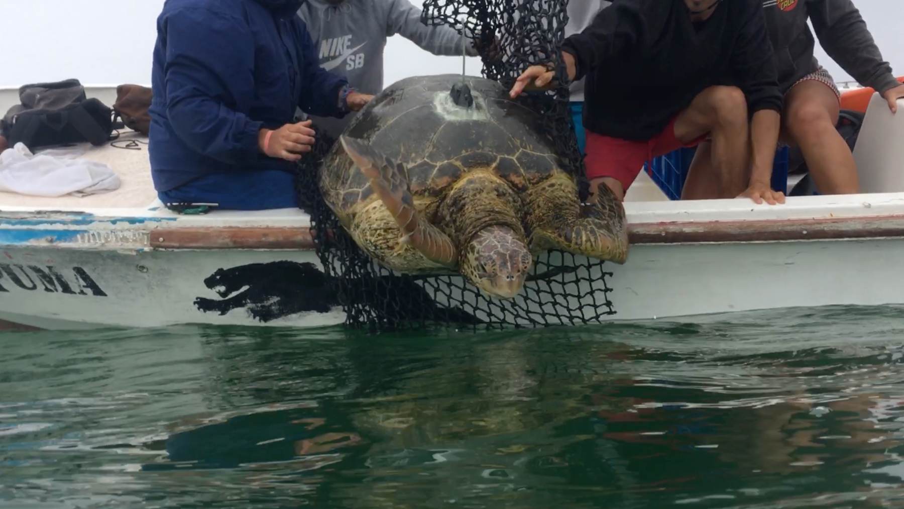 Investigadores con una tortuga verde amarilla marcada con un transmisor satelital, junto a su barca