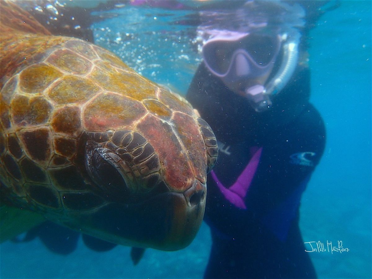 Tortuga verde amarilla bajo el agua junto a un miembro del equipo investigador