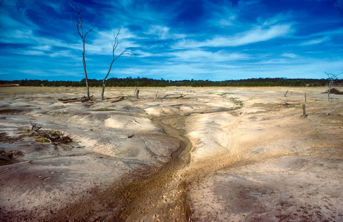 Terreno afectado por la salinidad cerca de Bannister, en Australia Occidental, en 1981